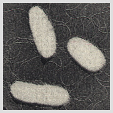 カンピロバクター